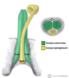Penis anatomisi (kaynak: Öğretmek Anatomi)