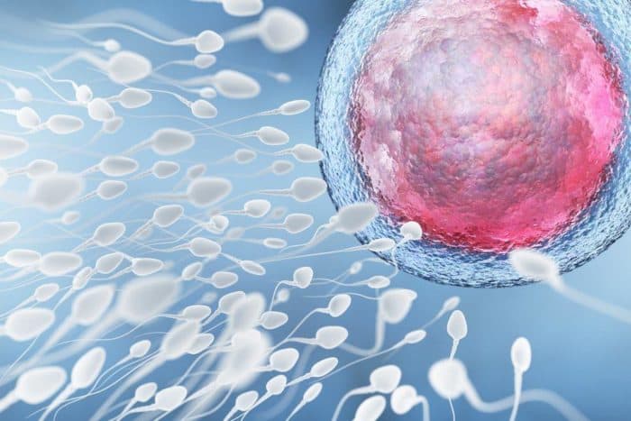 Sperm analizi erkek fertilite testidir