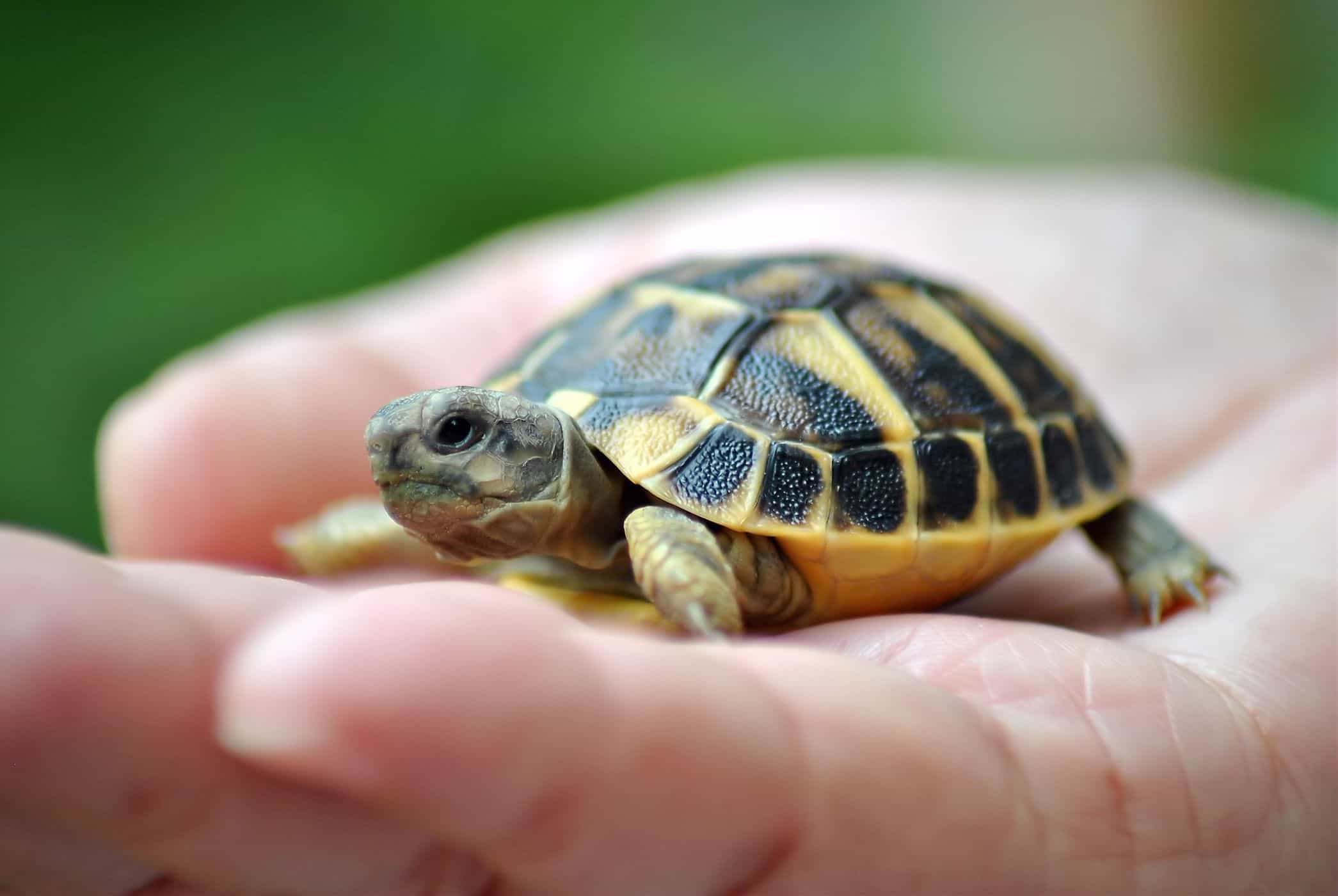 kaplumbağaları korumak salmonella enfeksiyonu riskini arttırır