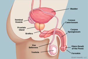 Penisin anatomisi yana bakar (kaynak: WebMD)