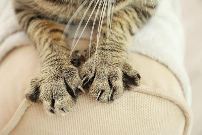 bartonelloz kedi tırmalama hastalığı