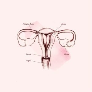Vajinada anatomi (kaynak: Genç Vogue)